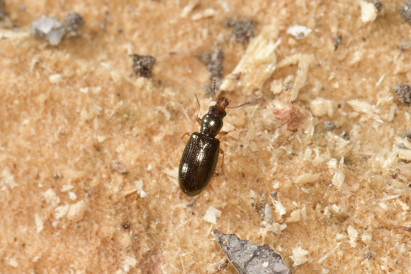 Salpingidae: Salpingus planirostris? S.